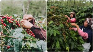 Pentingnya Standar Kualitas dalam Pertanian: Panduan Dasar untuk Petani dan Pelaku Usaha
