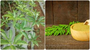 Cara Merawat Tanaman Herbal agar Tumbuh Subur di Iklim Tropis